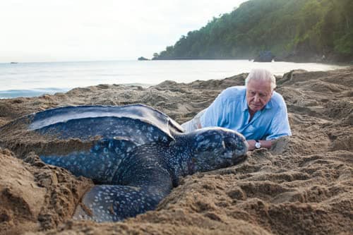 Living Planet: The Web of Life on Earth