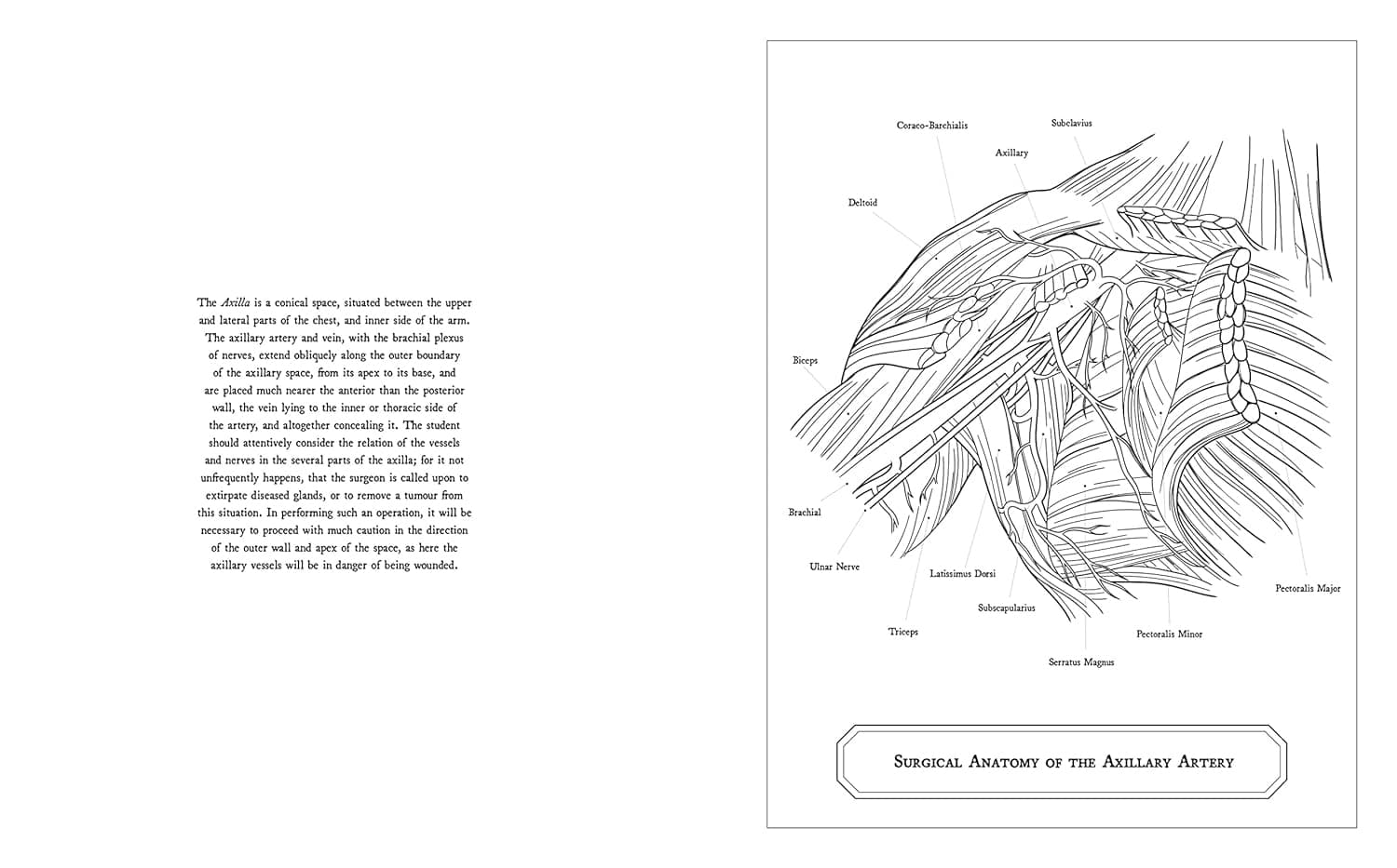 Gray's Anatomy Colouring Book